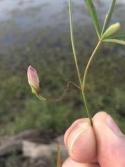 Ipomoea heptaphylla