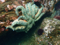 Pycnopodia helianthoides