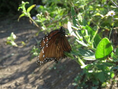 Danaus eresimus