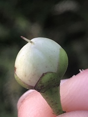 Ipomoea heptaphylla