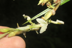 Epidendrum hymenodes