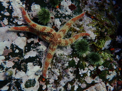 Orthasterias koehleri