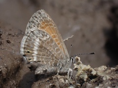 Leptotes callanga