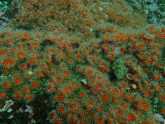 Corynactis californica