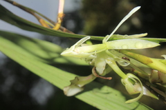 Epidendrum hymenodes