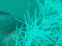 Antipathella fiordensis