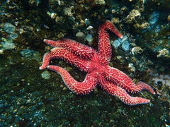 Orthasterias koehleri