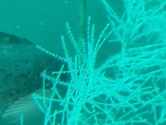 Antipathella fiordensis