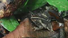 Rhinella alata