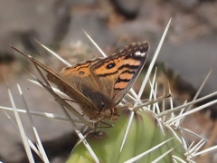 Junonia vestina