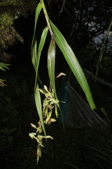 Epidendrum hymenodes