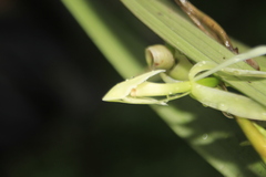 Epidendrum hymenodes