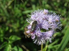 Acmaeodera haemorrhoa