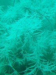 Antipathella fiordensis