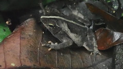 Rhinella alata