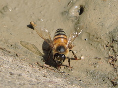 Apis mellifera