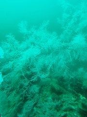 Antipathella fiordensis
