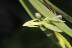 Epidendrum hymenodes