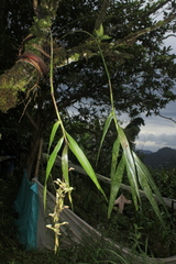 Epidendrum hymenodes