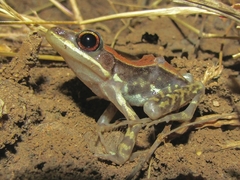 Hydrophylax bahuvistara