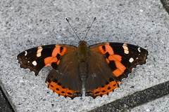 Vanessa indica