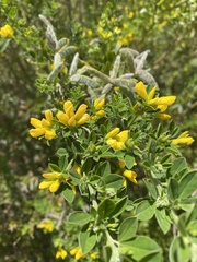 Genista monspessulana