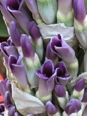 Bromelia antiacantha