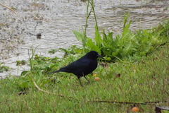 Molothrus bonariensis