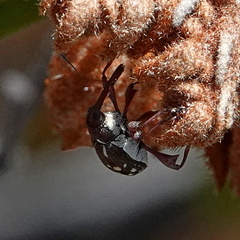 Meriphus guttatus