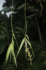 Epidendrum hymenodes