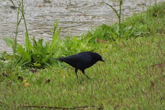 Molothrus bonariensis