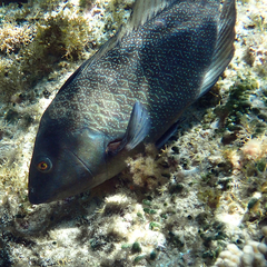 Notolabrus inscriptus