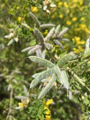 Genista monspessulana