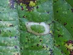 Phyllonorycter lucetiella