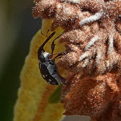 Meriphus guttatus