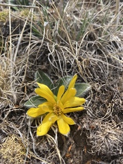 Knowltonia integrifolia
