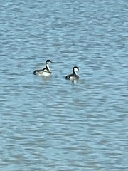 Aechmophorus occidentalis