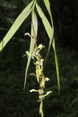 Epidendrum hymenodes