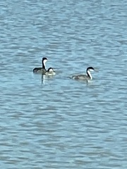 Aechmophorus occidentalis