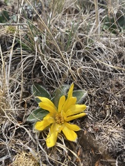 Knowltonia integrifolia