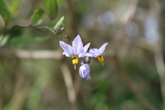 Solanum laxum