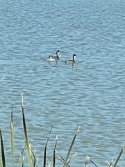 Aechmophorus occidentalis