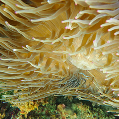 Entacmaea quadricolor