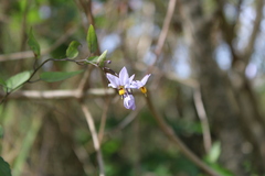Solanum laxum