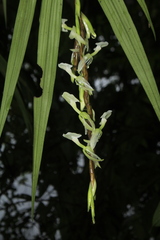 Epidendrum hymenodes