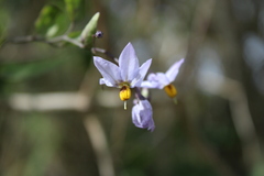 Solanum laxum