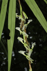 Epidendrum hymenodes