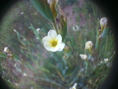 Sisyrinchium