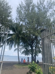 Casuarina equisetifolia