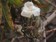 Ipomoea murucoides